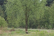 KuzniawSiodelku.pl - Meandry Suminki