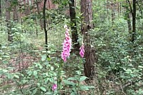 KuzniawSiodelku.pl - Brzegiem Suminiki – koniec