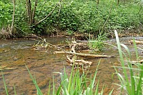 KuzniawSiodelku.pl - Meandry Suminki