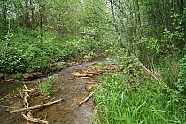 KuzniawSiodelku.pl - Meandry Suminki