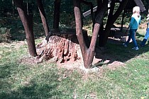 KuzniawSiodelku.pl - Pętla na pożarzysku