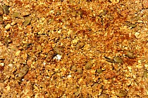 Przygotowana masa na krakersy, jeszcze przed pieczeniem.