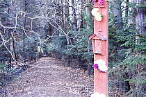 Pogorzałka- Bór Jodłowy