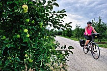 Wśród owocowych sadów okolic Sandomierza