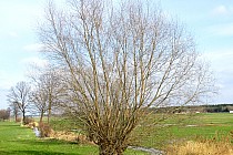 Stara wierzba wczesną wiosną ;)