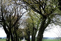 Droga Sowiny- Wydartowo Pierwsze