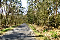 Leśny fragment drogi Kawcze- Sowiny