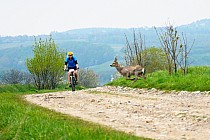 Przeszkody ruchome na Łańcuckim Maratonie MTB 3.05.2017r