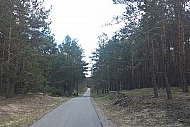 Droga w lesie przed Żarkami