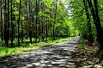 Droga między Sowami a Białykałem. W sumie nie mam pojęcia jak odmienić nazwę Białykał ;)