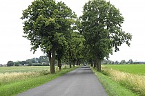 Zadrzewiona w formę alei, droga przed Oporówkiem