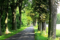 Droga między Rawiczem a Sowinami