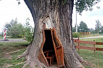 Chudów Topola Tekla