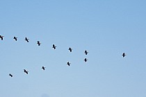 Gdzieś w Delcie lecące pelikany