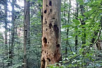 Pozdrawiam szystkich - kornik drukarz