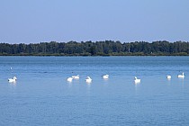 Rezerwat ptaków? Są i ptaki.
