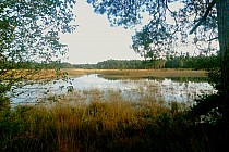 rezerwat przyrody Jeleniak Mikuliny