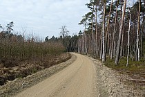 leśna droga z Połomni na Koty