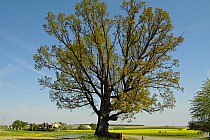 Dąb Marcel wiek ok. 400 lat