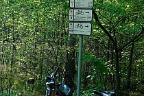 W lasach Katowickich