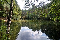 Rezerwat Dolina Żabnika