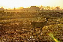 Hodowla jeleni w Pławinie