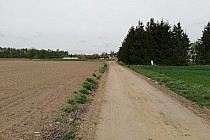 Odcinek szlaku wiodący polną drogą