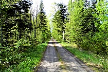 w drodze  do uroczyska Rozdół