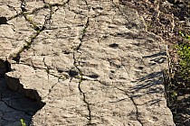 Mało widoczne ślady tetrapoda