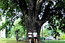 "GROT"  dąb w Dęblinie