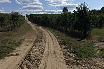 Droga prowadząca sadami.