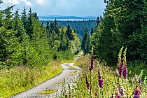 Leśna trasa przez Rudawy