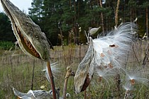 Amerykański najeźdźca - trojeść amerykańska