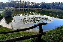 Staw Rzęsa,Siemianowice Śląskie