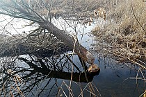 Nielegalna wycinka :-)