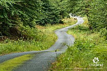 Stary Kolejowy Szlak koło Wałcza