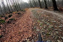 Podjazd w kierunku singletrack'ów