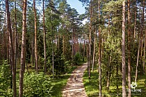 Warmińska Łynostrada - leśna cyklostrada