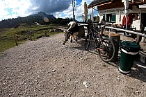 Natura wchodzącs do schroniska