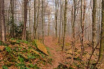 Singiel na trasie niebieskiej dookoła Ślęży