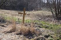 Dąbie i  taki nieznany krzyż , ciekawe co  kryje i czy  ma jakąś historię??