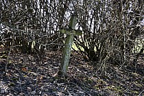 Pozostałość po mogile  żołnierza z 1939roku