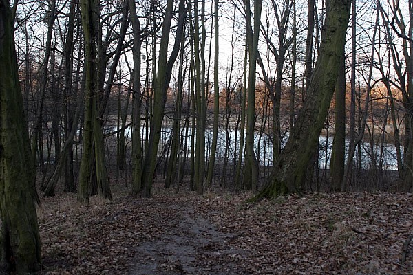 Jeziorko za drzewami