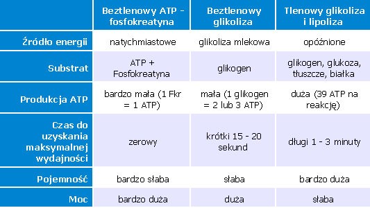 Tabela 1: Zestawienie trzech sposobów odnawiania rezerw ATP.