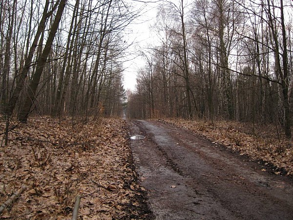 Mysłowickie lasy