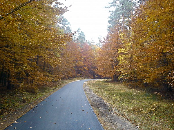 las w okolicach Jarosławia
