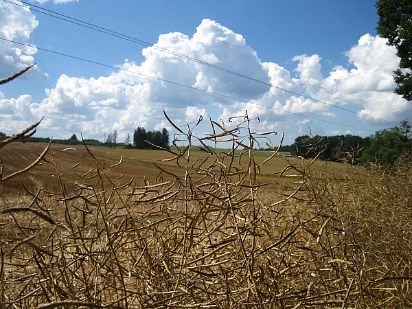 Krajobraz w okolicy wsi Goszczyno