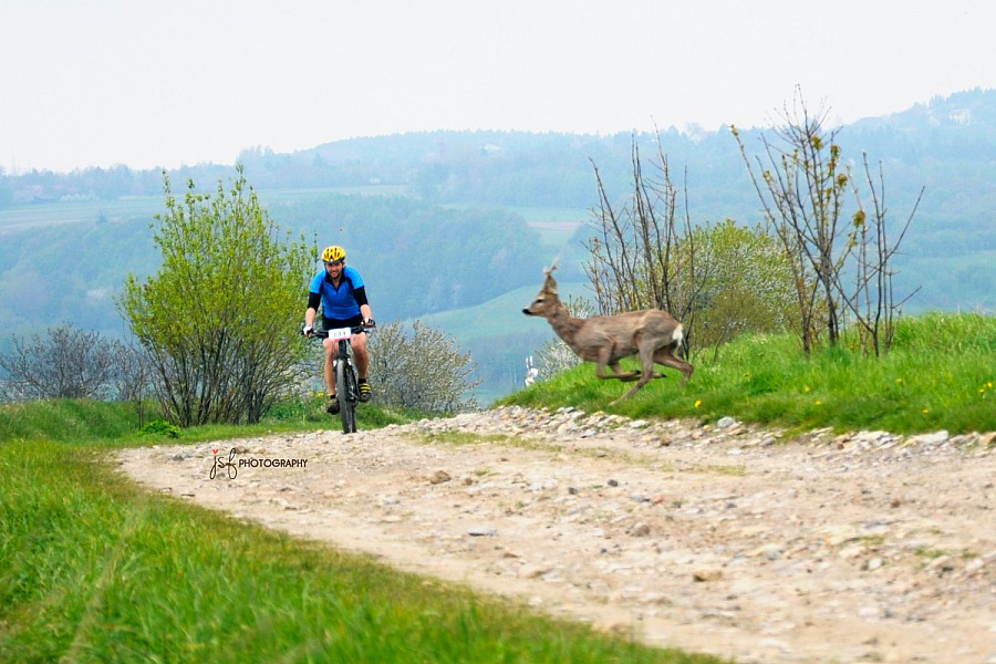 Przeszkody ruchome na Łańcuckim Maratonie MTB 3.05.2017r