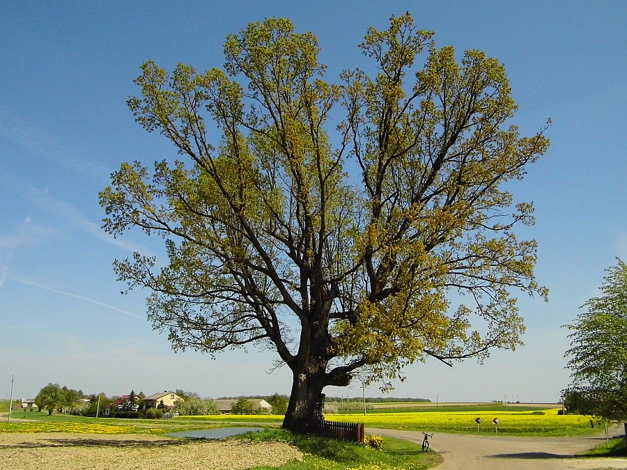 Dąb Marcel wiek ok. 400 lat