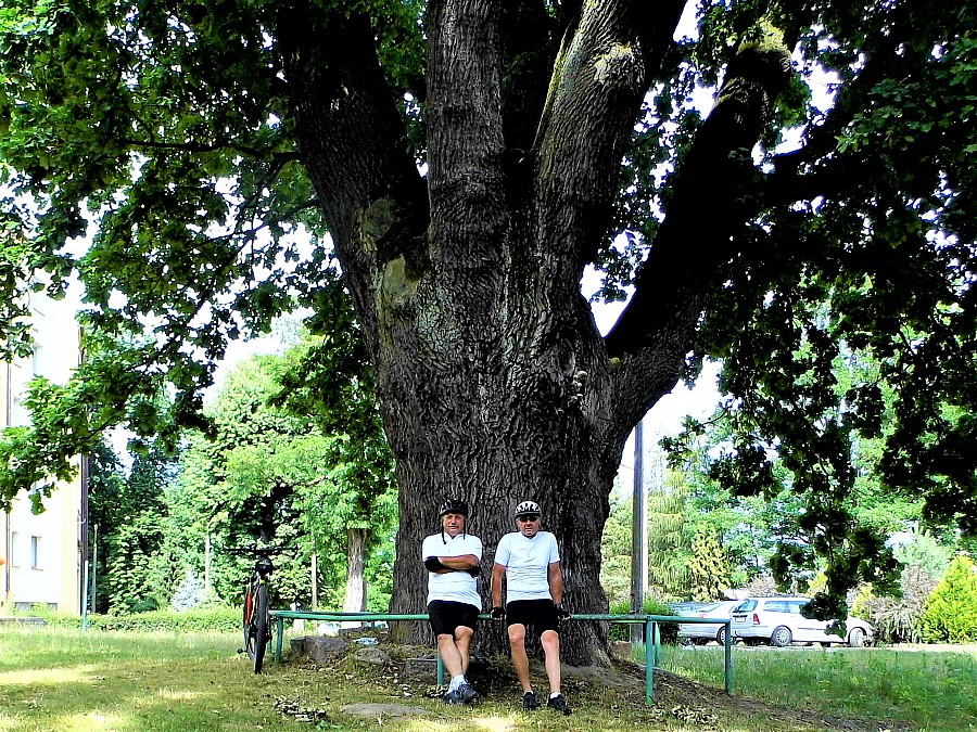 "GROT"  dąb w Dęblinie